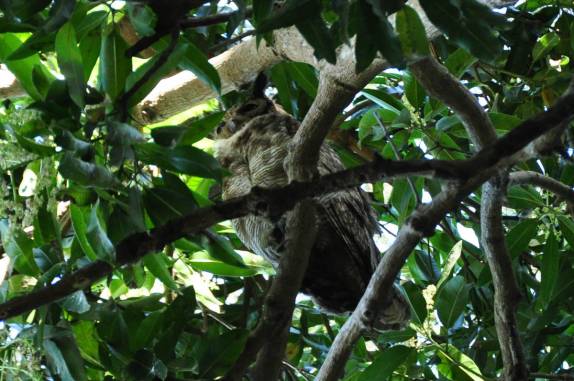 Encontro com coruja na Transpantaneira, entre Poconé e Porto Jofre, no Mato Grosso